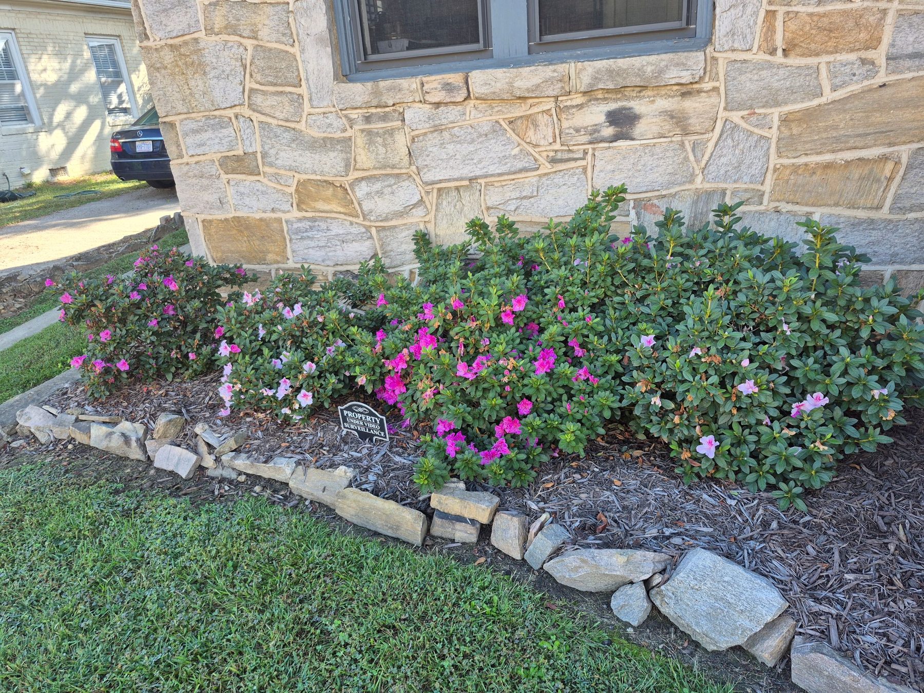 Foundation planting of azaleas along a stone house