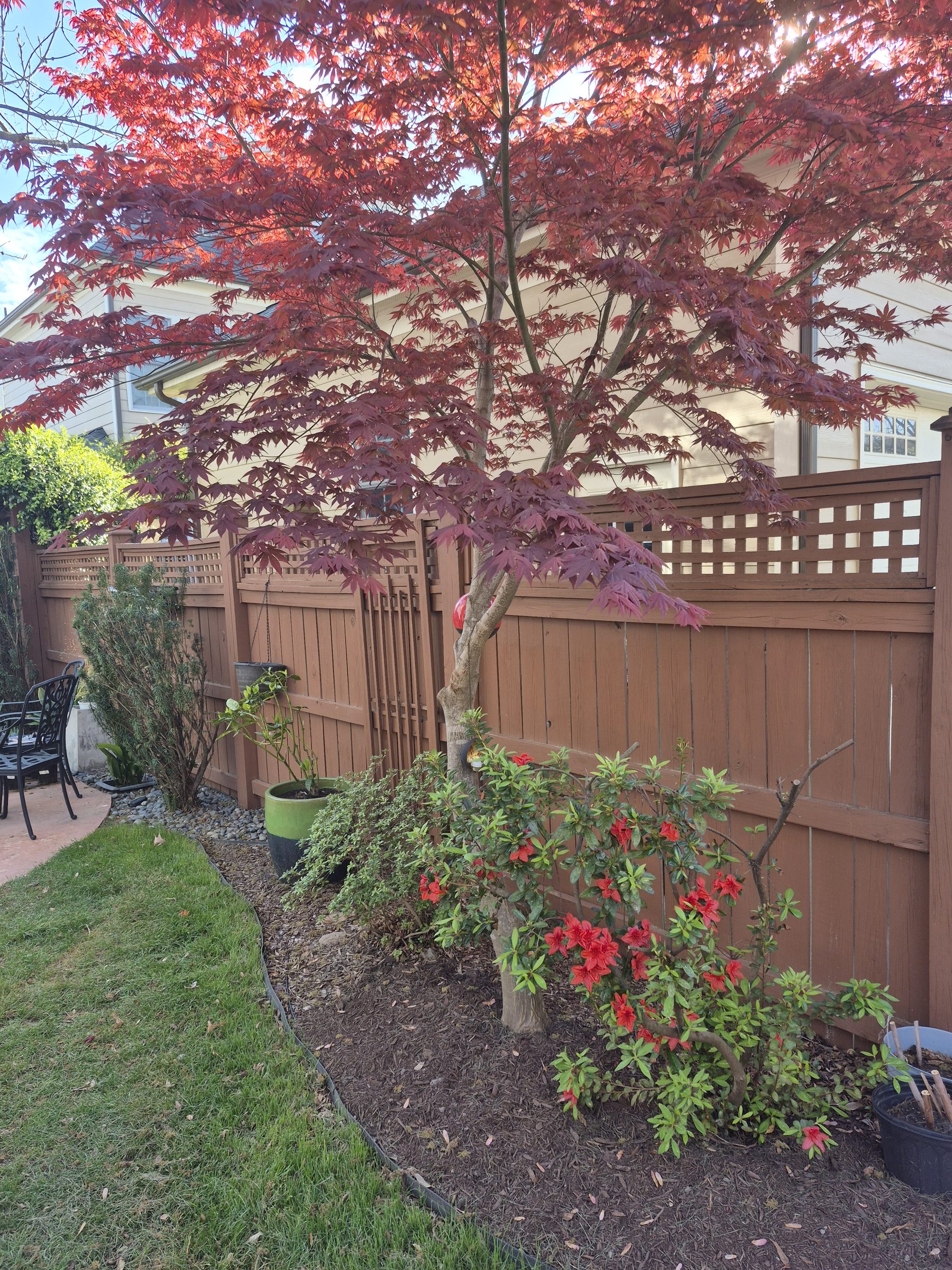 Japanese maple underplanted with red azaleas along a fence line