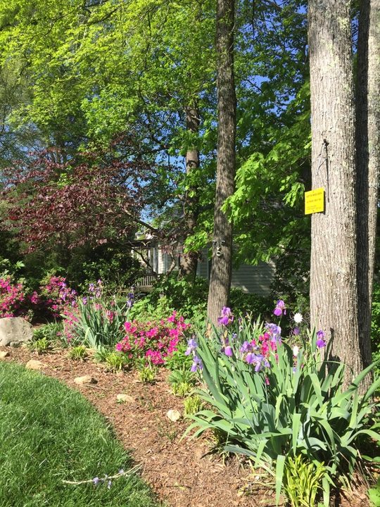 Woodland path lined with iris and azaleas beneath mature trees