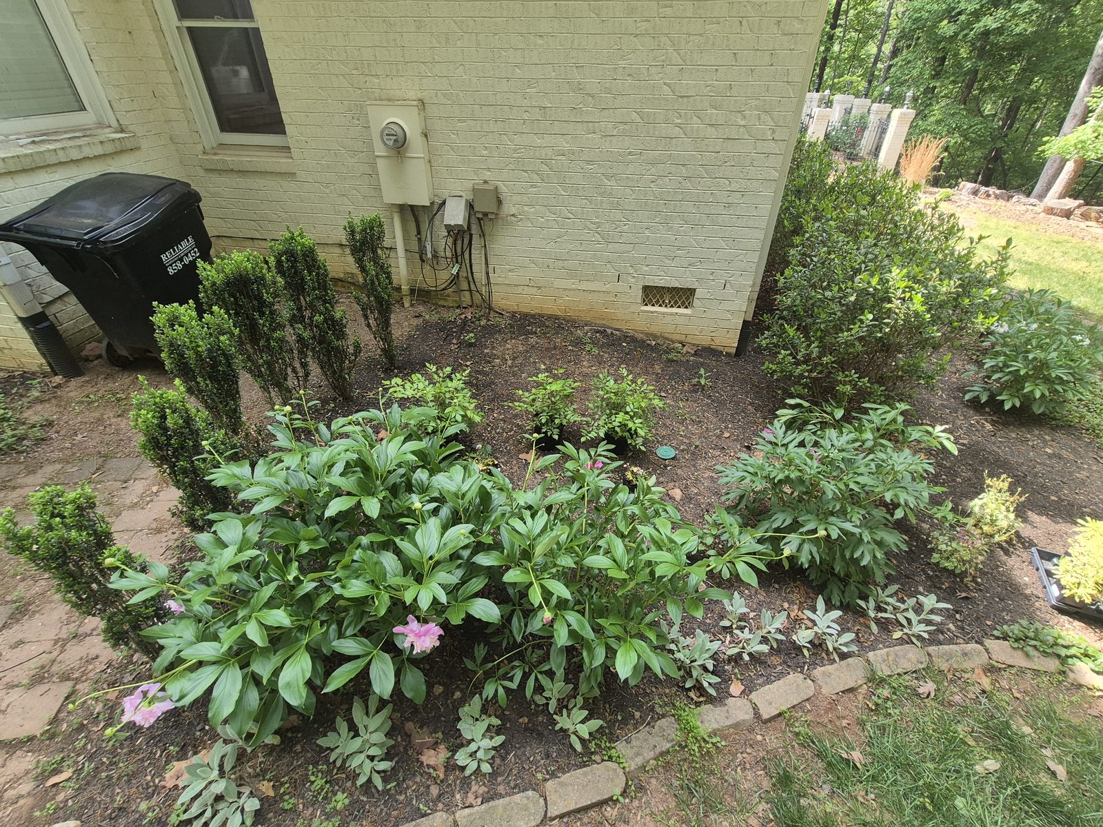 New peonies and boxwood spirals freshly installed in the bed