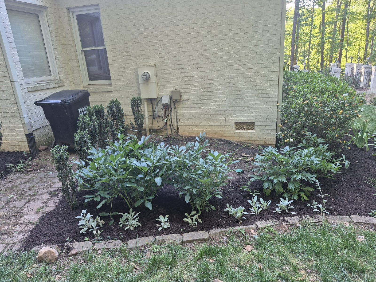 Peonies and heuchera filling in along the foundation